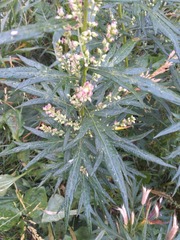 Artemisia vulgaris kamtschatica