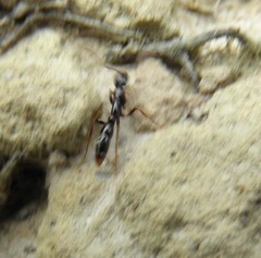 Leptogenys intermedia