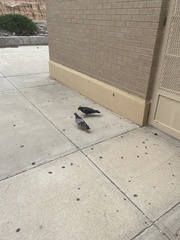 Columba livia domestica