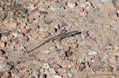 Aspidoscelis uniparens