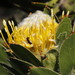 Leucospermum conocarpodendron viridum - Photo (c) Tony Rebelo,  זכויות יוצרים חלקיות (CC BY-SA), הועלה על ידי Tony Rebelo