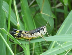 Boopedon flaviventris