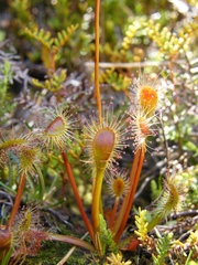 Drosera stenopetala