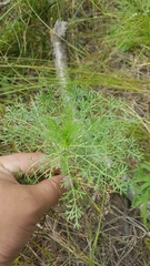 Artemisia rupestris