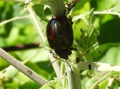 Leptinotarsa haldemani