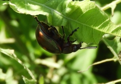 Leptinotarsa haldemani