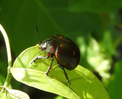 Leptinotarsa haldemani