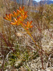 Anisotome filifolia