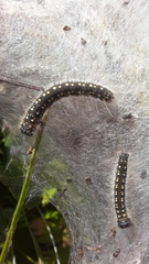 Eriogaster arbusculae