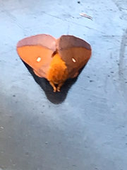 Anisota pellucida
