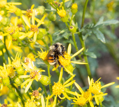 Bombus sylvicola