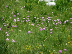 Knautia longifolia