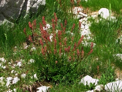 Rumex nivalis