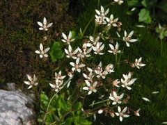 Micranthes stellaris robusta