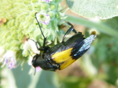 Macrosiagon dimidiata