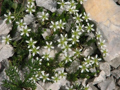 Moehringia ciliata