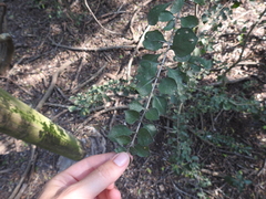 Randia obcordata