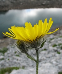 Hieracium villosum