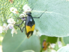 Macrosiagon dimidiata