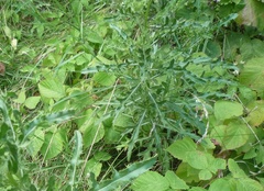 Cirsium arvense arvense
