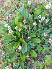 Trifolium repens