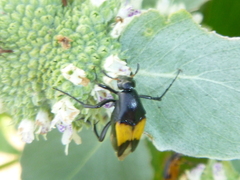 Macrosiagon dimidiata