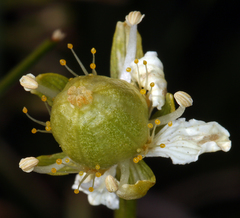 Parnassia parviflora