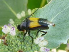 Macrosiagon dimidiata