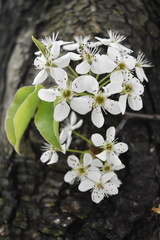 Pyrus