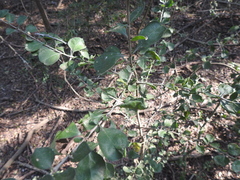 Randia obcordata
