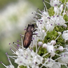 Anthaxia umbellatarum