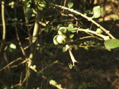 Randia obcordata