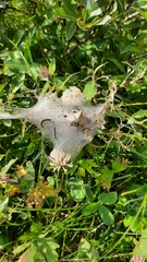 Eriogaster arbusculae