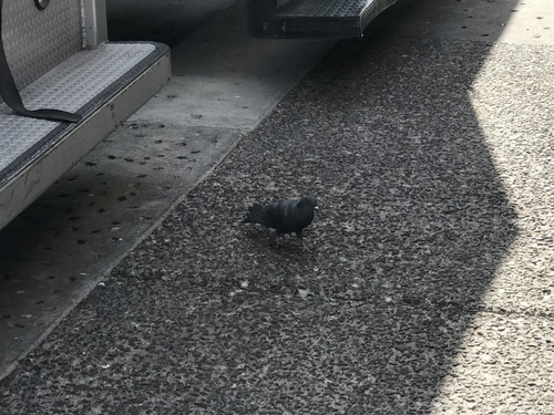 Feral Pigeon photographed in Arizona