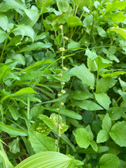 Pectiantia pentandra