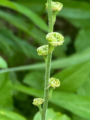 Pectiantia pentandra