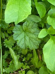 Pectiantia pentandra