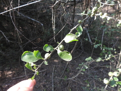 Randia obcordata
