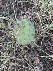 Opuntia cymochila