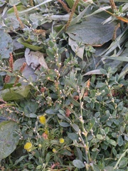Polygonum aviculare