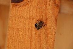 Xylocopinae