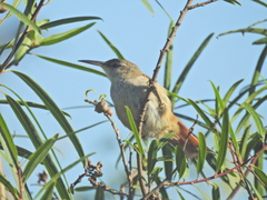 Limnoctites rectirostris