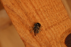 Xylocopinae