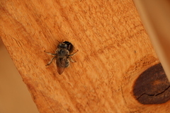 Xylocopinae