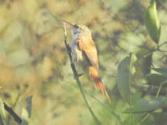 Limnoctites rectirostris