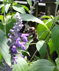 Bombus pensylvanicus image