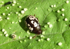 Calligrapha intermedia