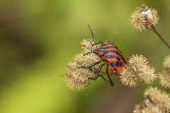 Graphosoma italicum italicum