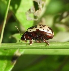 Calligrapha intermedia