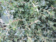 Polygonum aviculare